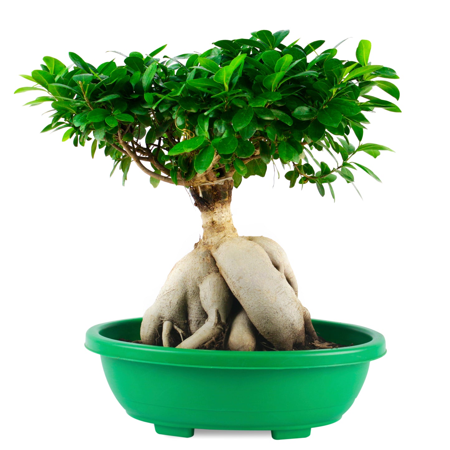 Ficus Bonsai Live tree with green Round Pot