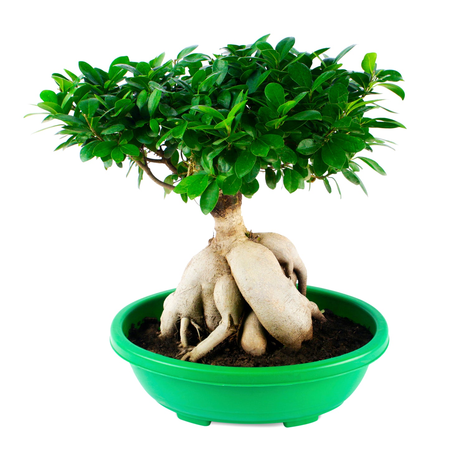 Ficus Bonsai Live tree with green Round Pot