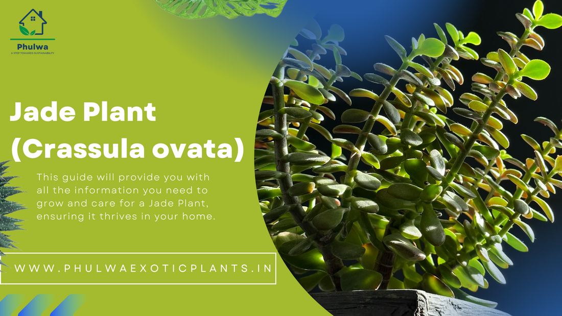 Jade Plant (Crassula ovata): A Comprehensive Guide to Growing and Caring for This Classic Houseplant(phulwa)