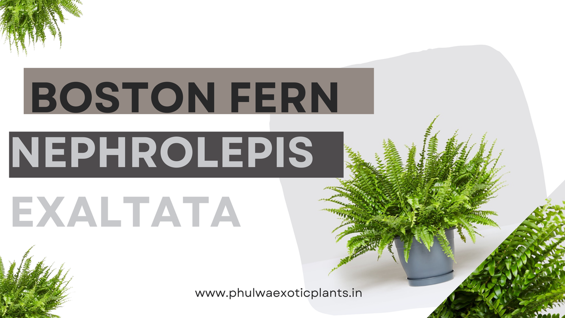 Boston Fern (Nephrolepis exaltata): A Comprehensive Guide to Growing and Caring for This Classic Houseplant (PHULWA)