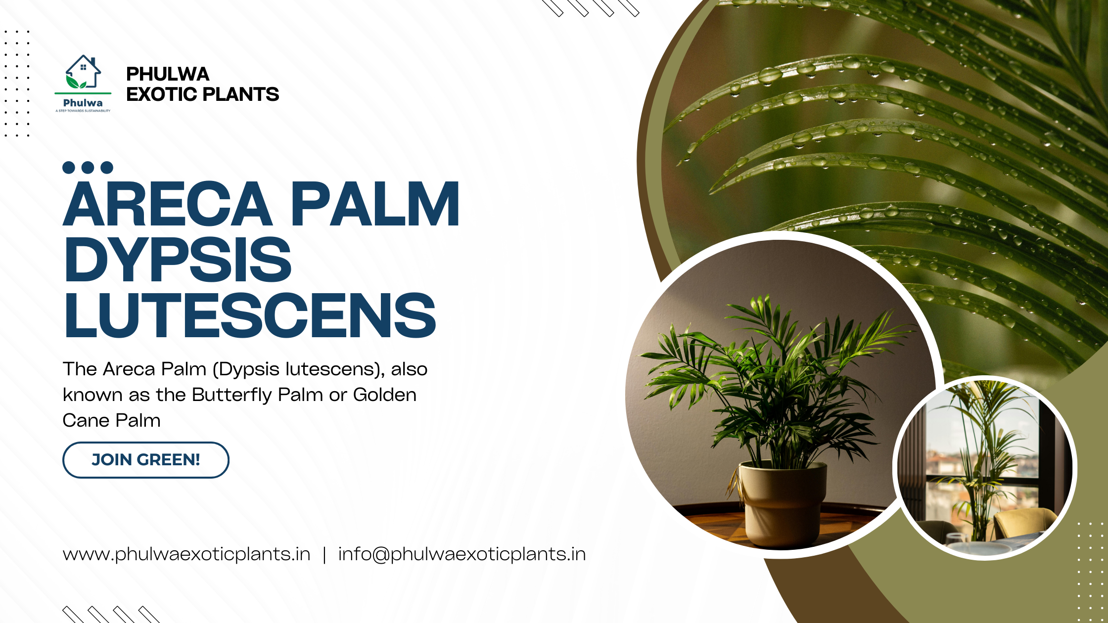 Areca Palm (Dypsis lutescens): A Comprehensive Guide to Growing and Ca ...