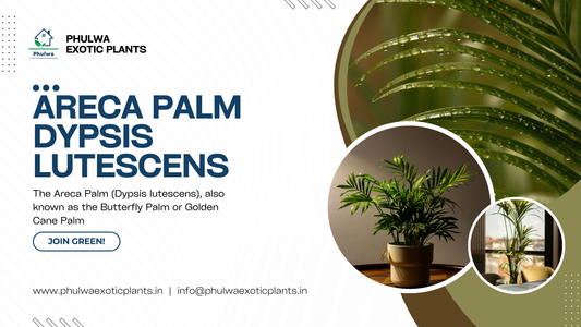 Areca Palm (Dypsis lutescens): A Comprehensive Guide to Growing and Caring for This Elegant Houseplant (PHULWA)