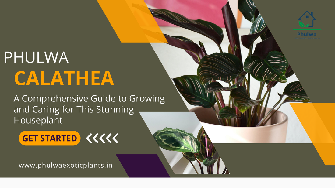 Calathea: A Comprehensive Guide to Growing and Caring for This Stunning Houseplant (phulwa)