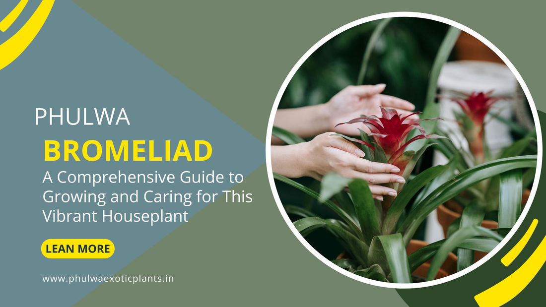 Bromeliad: A Comprehensive Guide to Growing and Caring for This Vibrant Houseplant (phulwa )