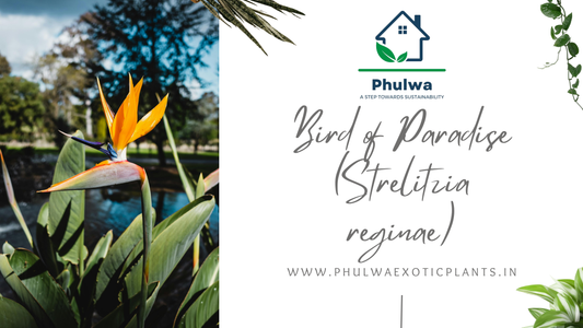 Bird of Paradise (Strelitzia reginae): A Comprehensive Guide to Growing and Caring for This Exotic Houseplant(PHULWA)