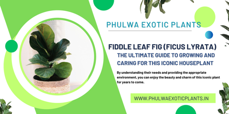 Fiddle Leaf Fig (Ficus lyrata): The Ultimate Guide to Growing and Caring for This Iconic Houseplant