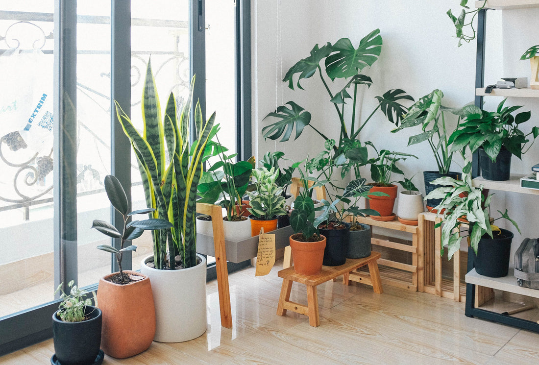 Green Space in the Home