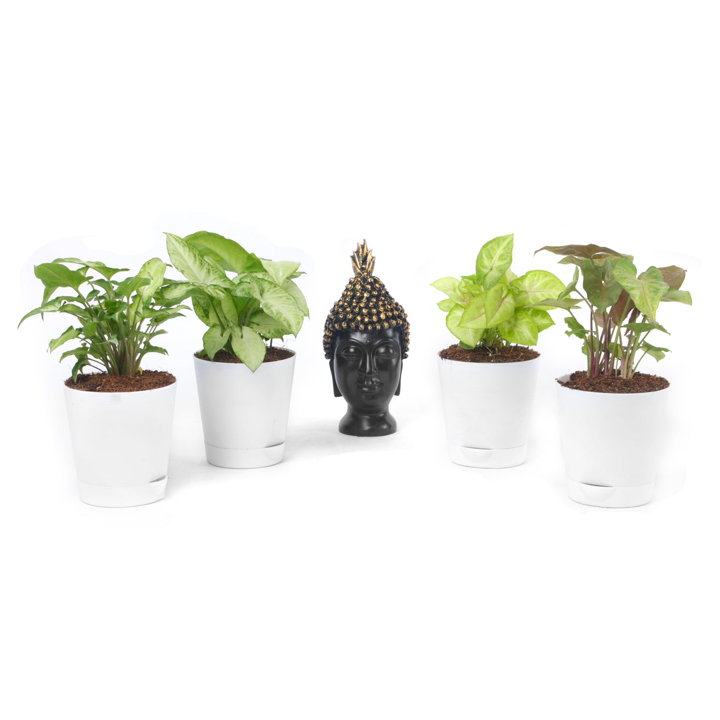 Syngonium Plant Combo ( Green, White, Bronze & Golden)