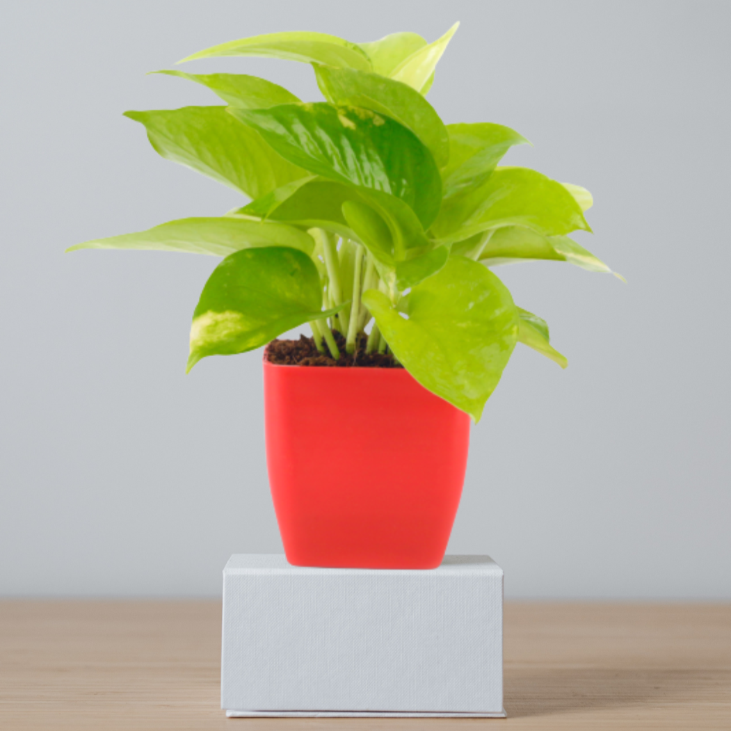 Golden Money Plant With Red Square Pot
