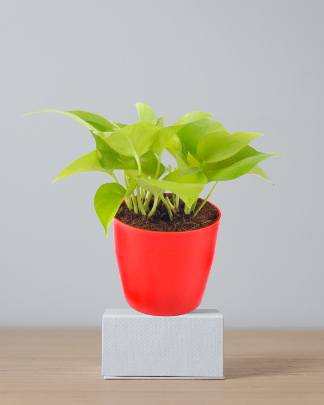 golden Money plant with red pot