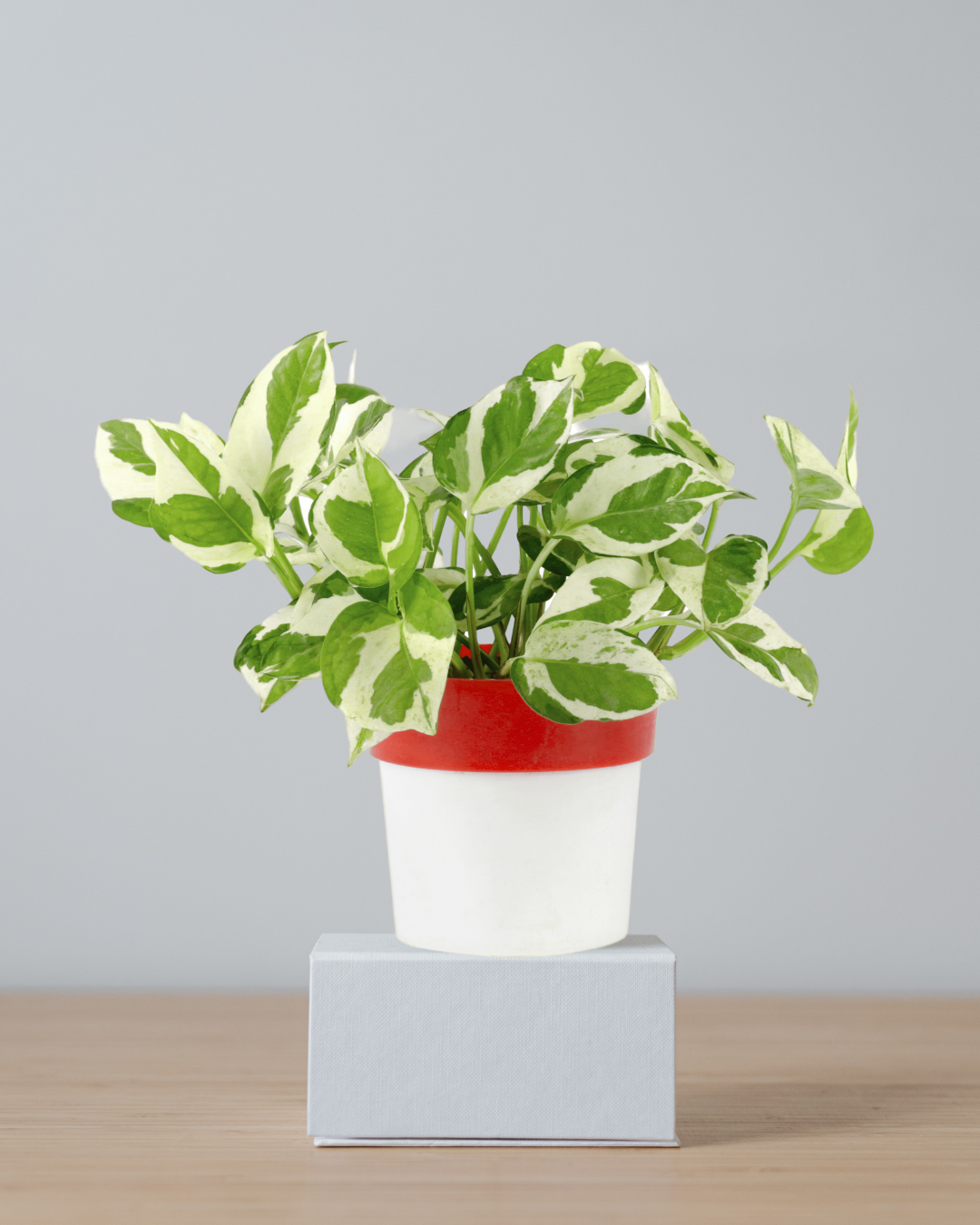 Pothos Money Plant with Red and White Round Pot