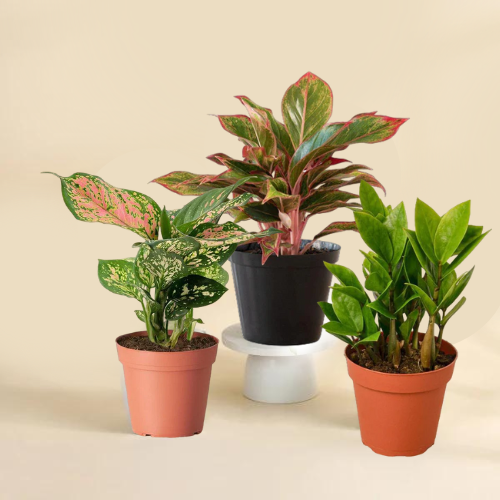 Combo Of 3 plants,  aglaonema valentine plant with aglaonema lipstick plant and ZZ plant