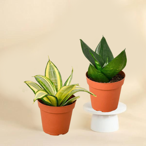 Combo Of sansevieria mint plant with sansevieria hahnii Plant