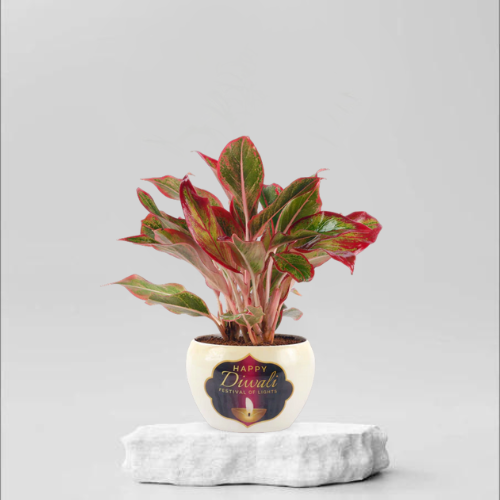 Aglaonema Lipstick Live Plant with White Happy Diwali Ceramic Pot