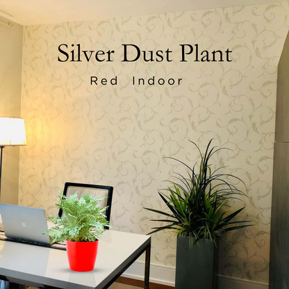 Sliver Dust Plant with Red Round Pot