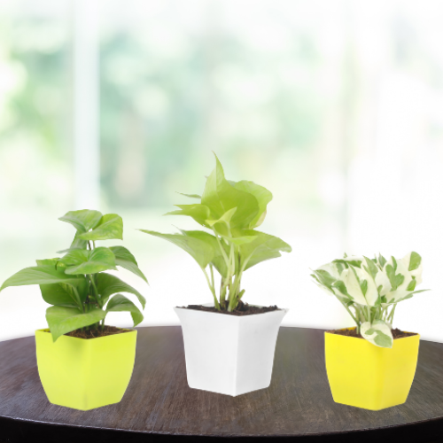 Air Purifying Plants Combo -Green, Golden, & Pothos Money Plants