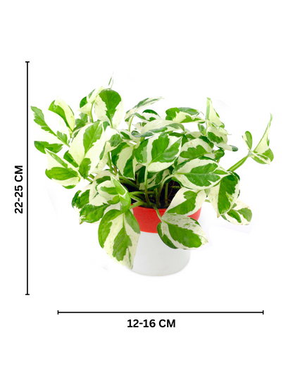 Pothos Money Plant with Red and White Round Pot