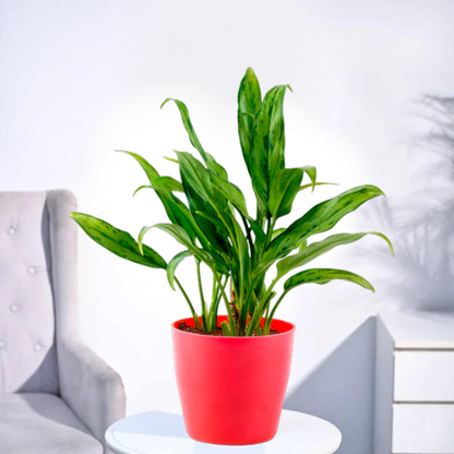 Aglaonema Green live Plant in Red Round Pot