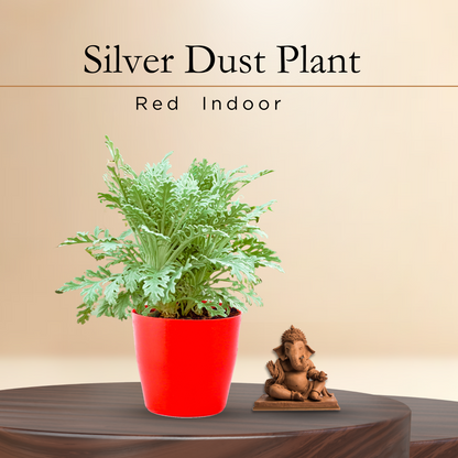 Sliver Dust Plant with Red Round Pot