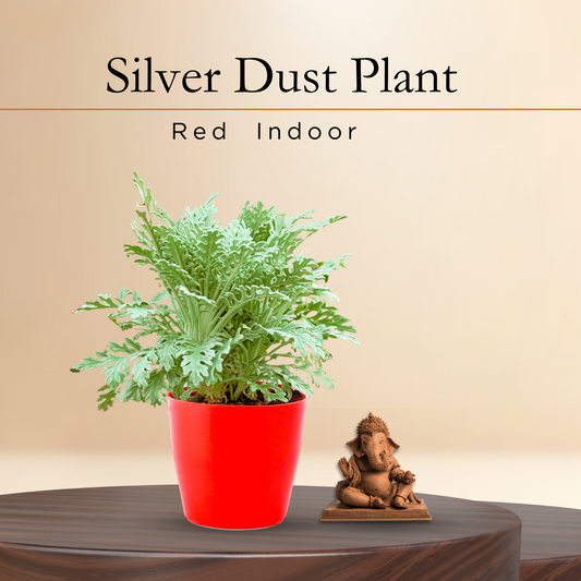 Sliver Dust Plant with Red Round Pot