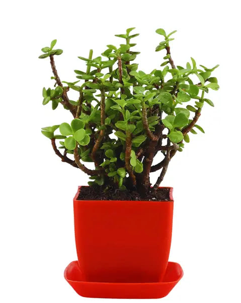 jade plant 