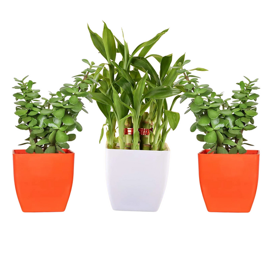 Combo set of 3 Plants ( 2 Layer Bamboo & Two Jade Plants)