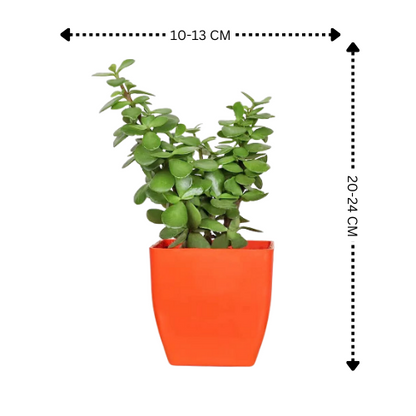 Lucky Plants Combo of 3 ( Money Plant & Two Jade Plants)