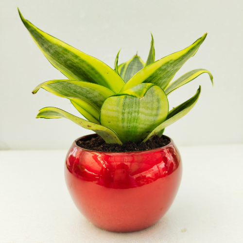 Sansevieria mint plant with metal pot