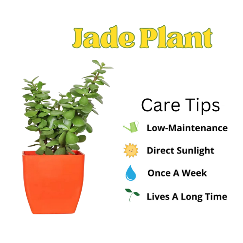 Lucky Plants Combo of 3 ( Money Plant & Two Jade Plants)