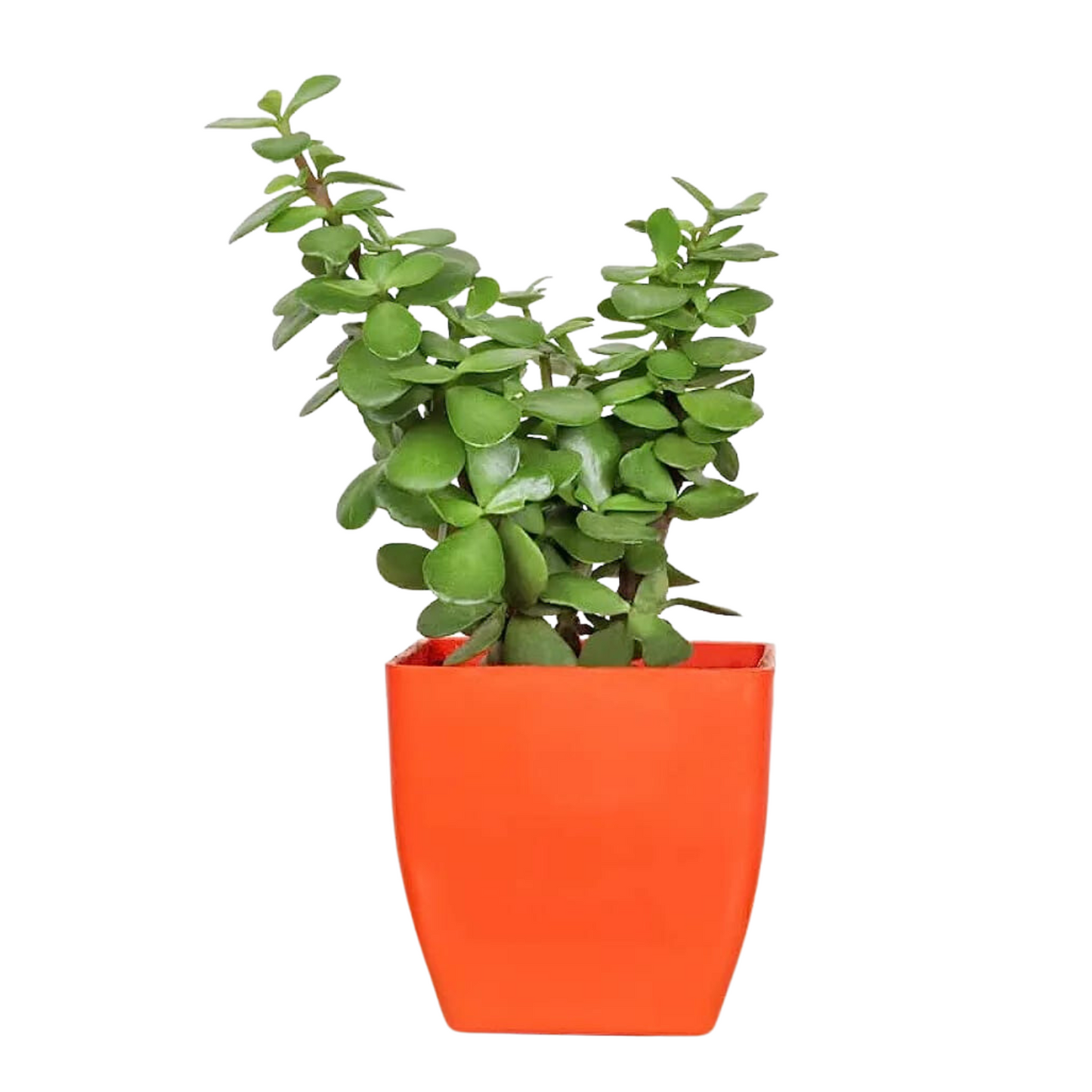 Tabletop Houseplant Combo (Jade & Money Plant)