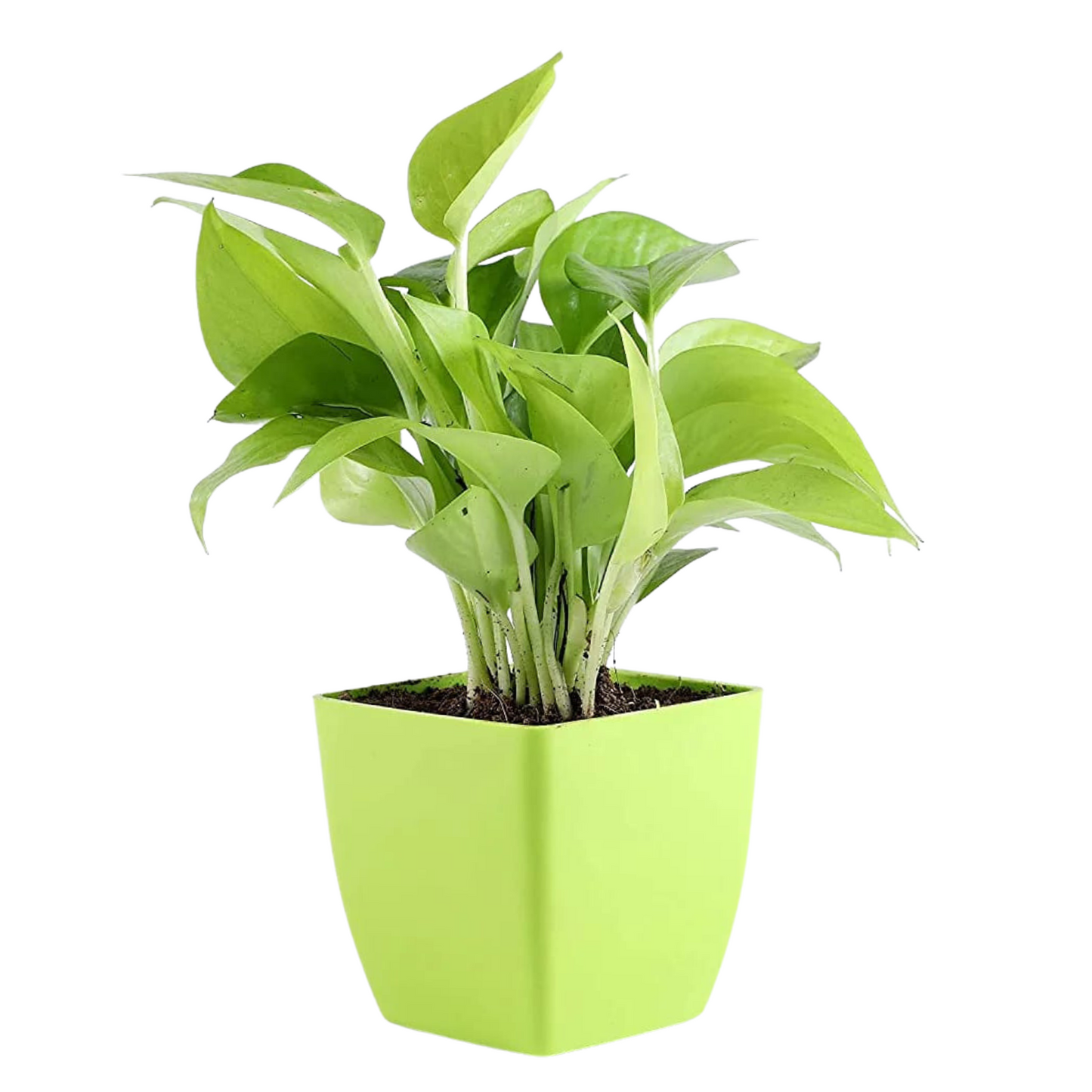 Tabletop Houseplant Combo (Jade & Money Plant)