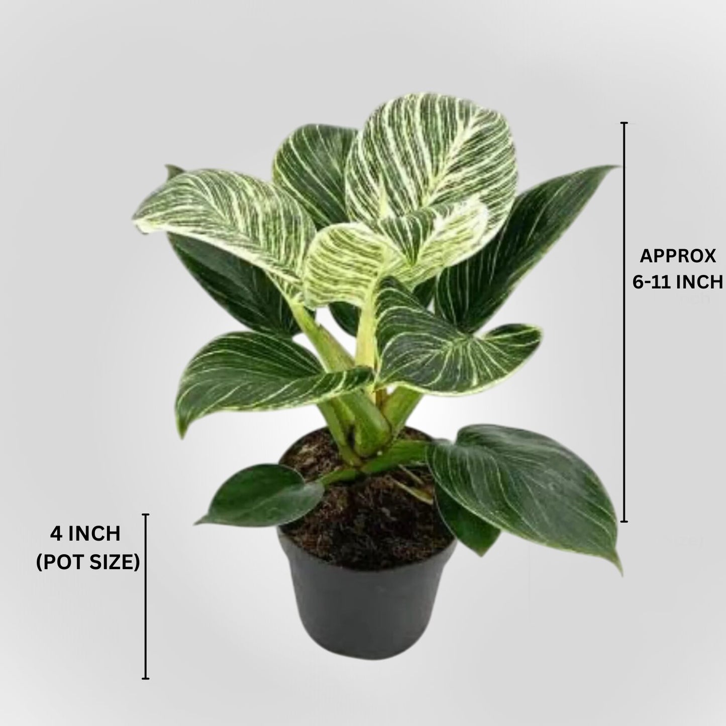 Phulwa Philodendron Birkin – Variegated Indoor Houseplant