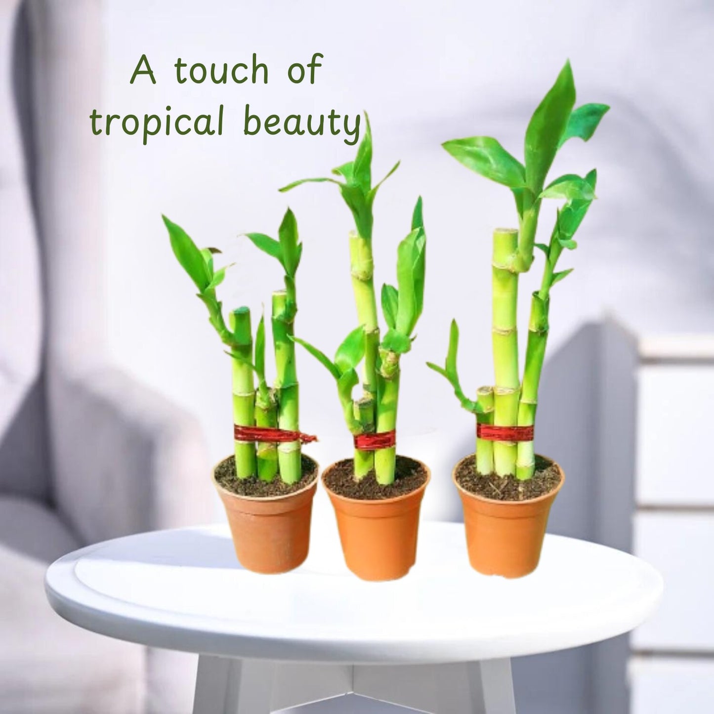 Phulwa Lucky Bamboo – Feng Shui Indoor Plant in Terracotta Pot