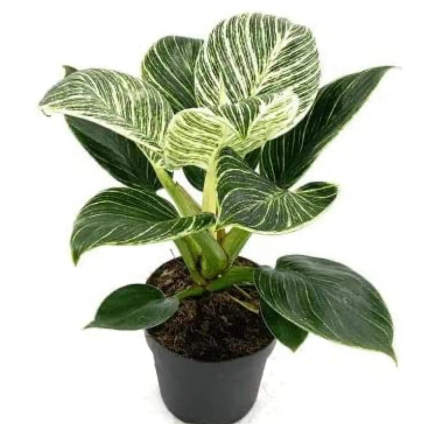 Phulwa Philodendron Birkin – Variegated Indoor Houseplant