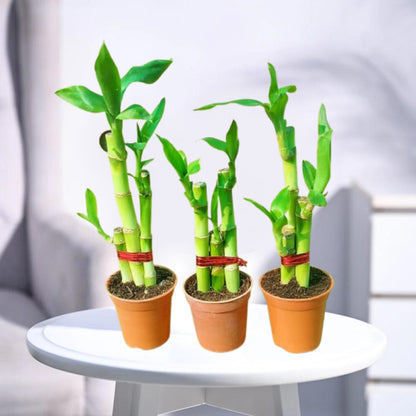 Phulwa Lucky Bamboo – Feng Shui Indoor Plant in Terracotta Pot