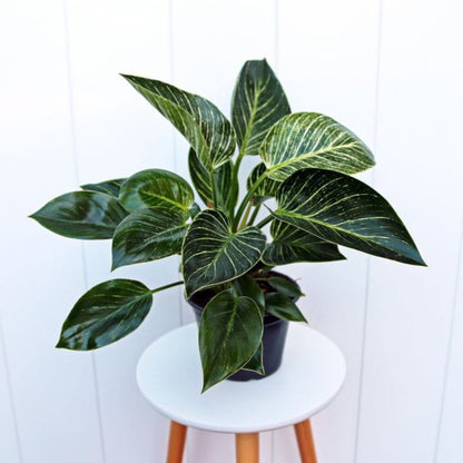 Phulwa Philodendron Birkin – Variegated Indoor Houseplant