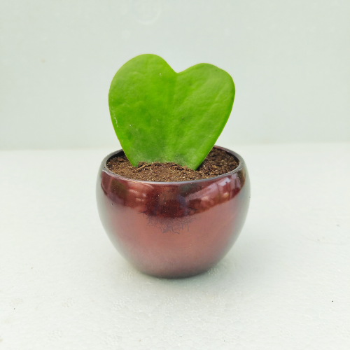 Hoya Heart Plant With Brown Metal Pot