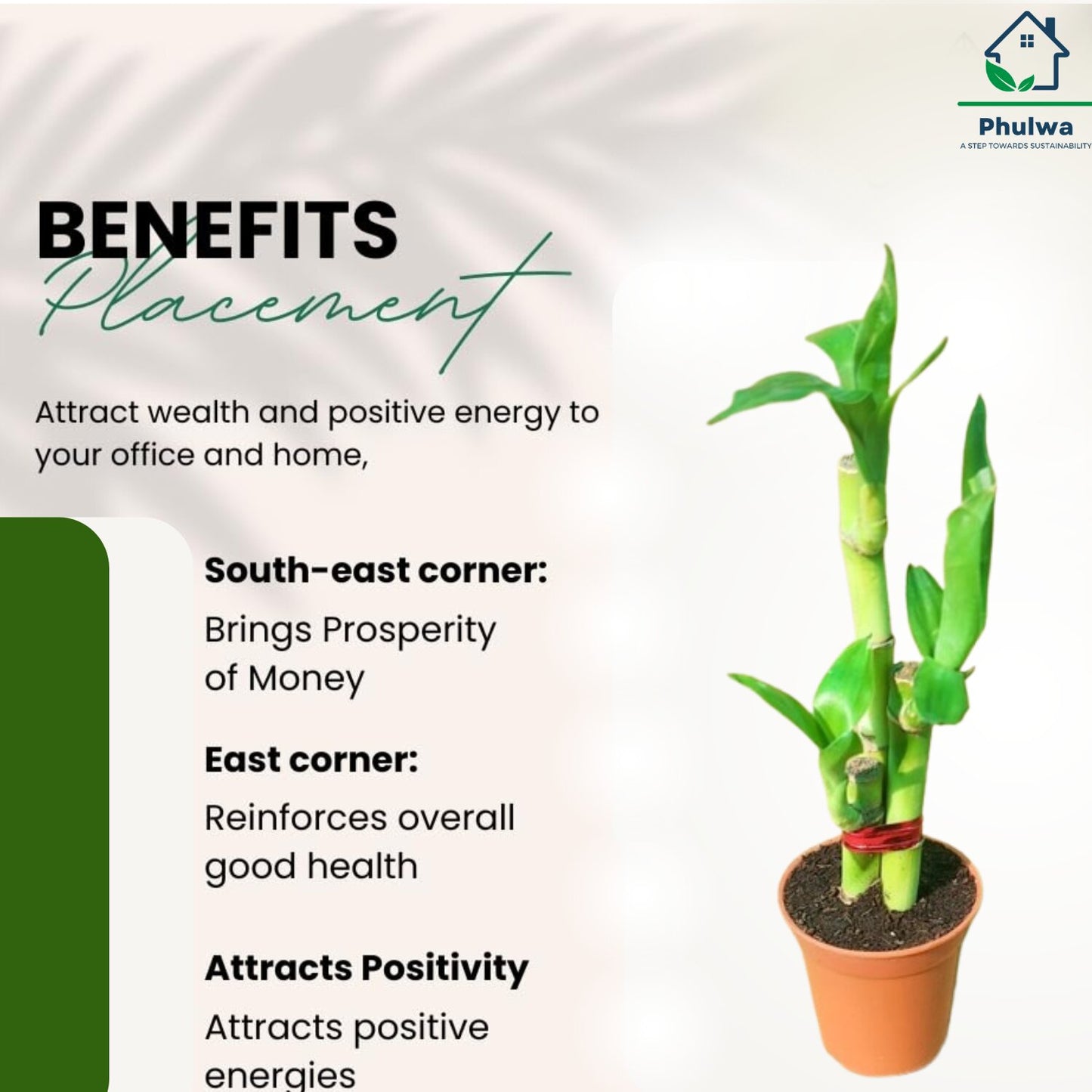 Phulwa Lucky Bamboo – Feng Shui Indoor Plant in Terracotta Pot