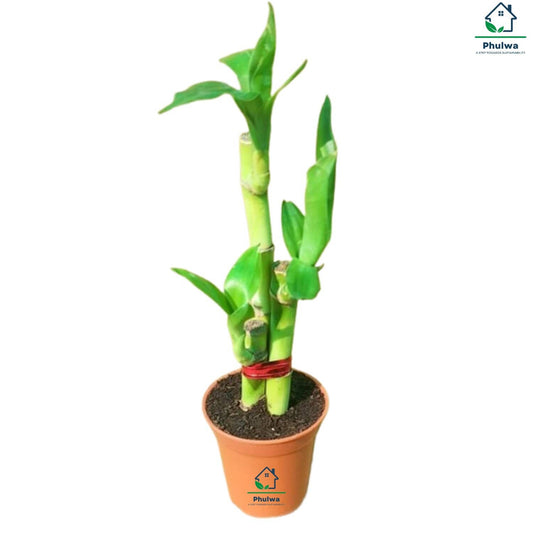 Phulwa Lucky Bamboo – Feng Shui Indoor Plant in Terracotta Pot