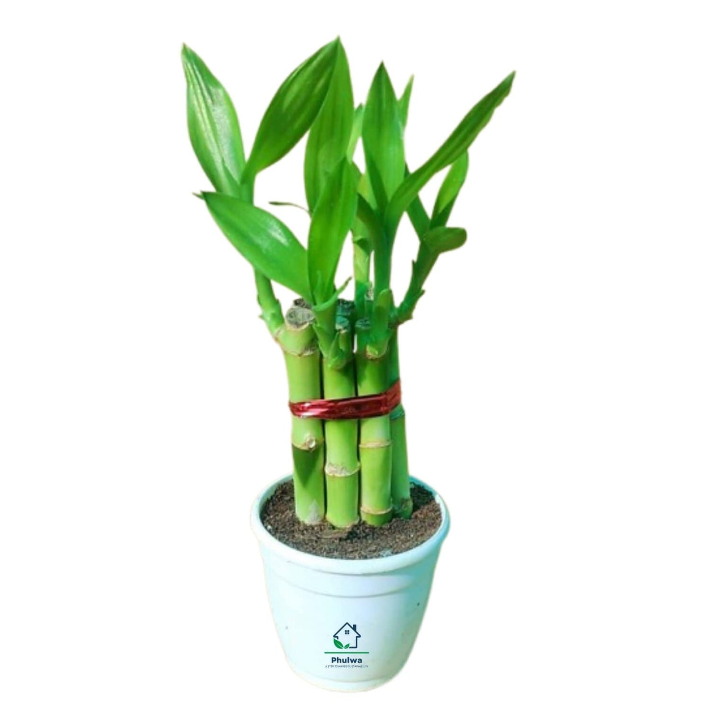 Phulwa Lucky Bamboo Plant in White Pot – Feng Shui Good Luck Decor