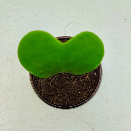 Hoya Heart Plant With Brown Metal Pot