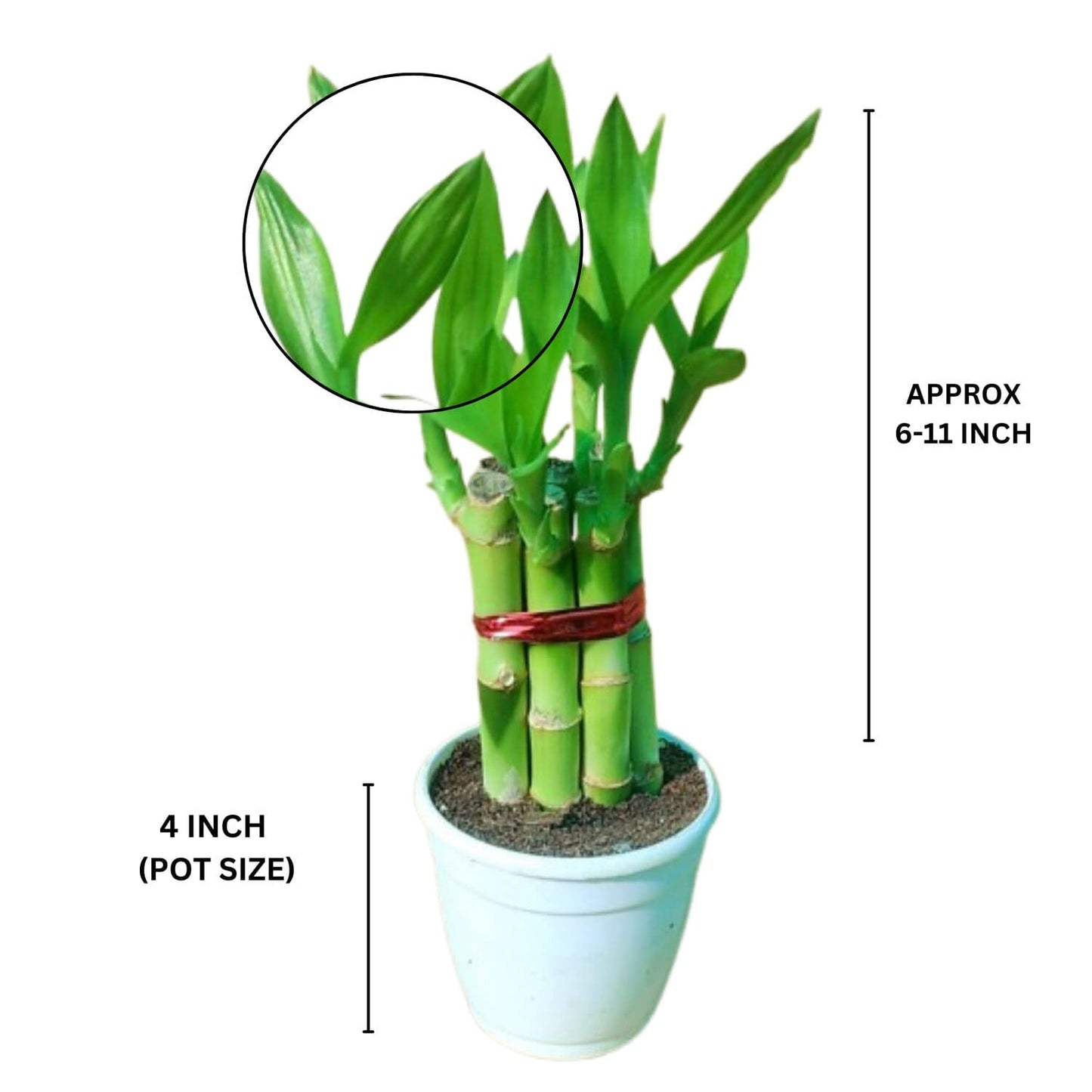 Phulwa Lucky Bamboo Plant in White Pot – Feng Shui Good Luck Decor