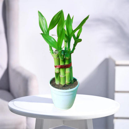 Phulwa Lucky Bamboo Plant in White Pot – Feng Shui Good Luck Decor