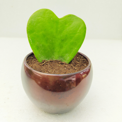 Hoya Heart Plant With Brown Metal Pot