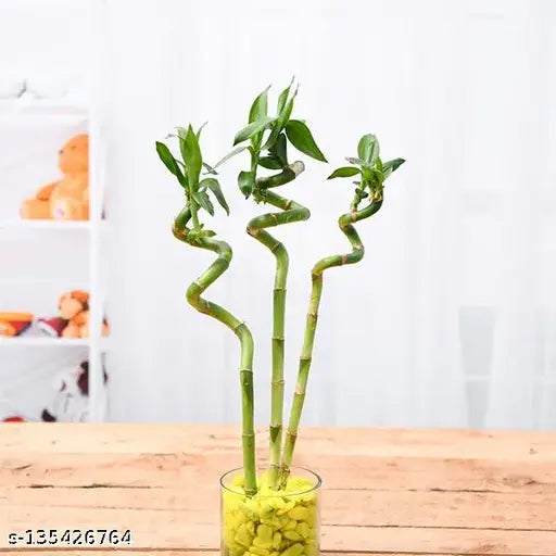 Spiral Stick Lucky Bamboo Plant  60 Cm - (Pack of 3)