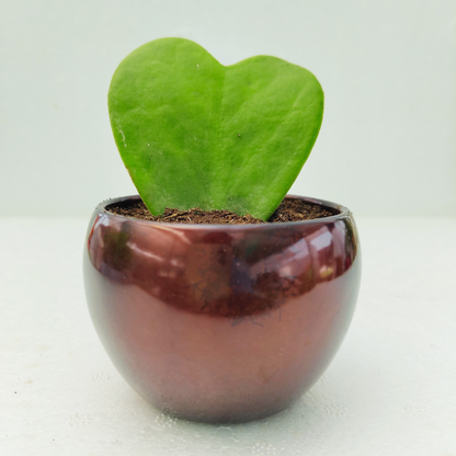 Hoya Heart Plant With Brown Metal Pot