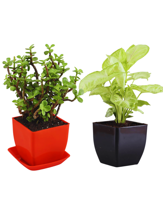 Phulwa Good luck Vastu indoor Plant Combo of Jade Plant and White Syngonium Plant with Black Square Beautiful Pot for Home & office Table Dcor, Plant for Gifting, Pack of 2