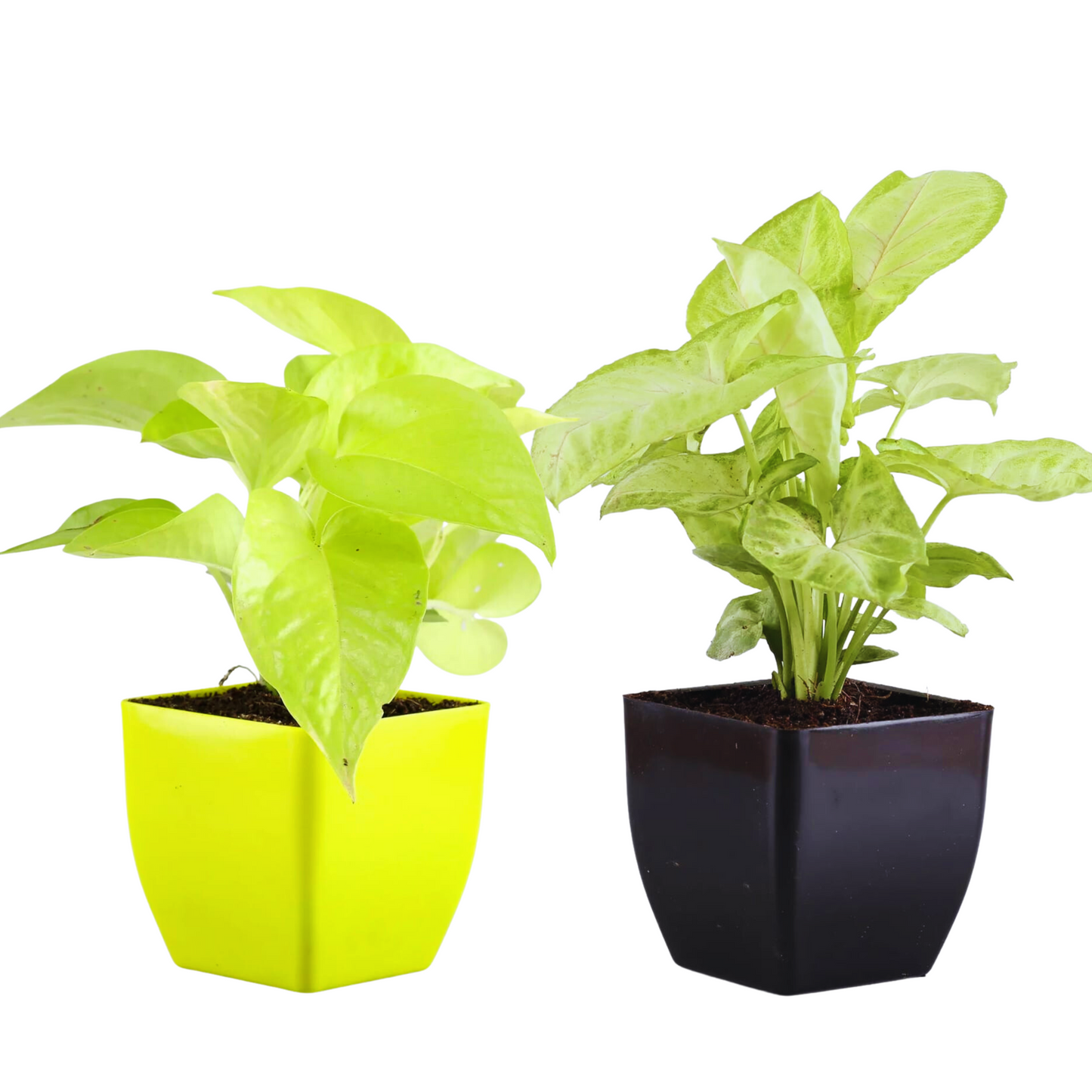 Combo -Syngonium White Butterfly & Money Plant