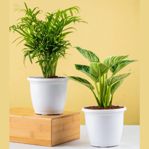 Trendy Air-purified Plants Set -(Chamaedorea Palm & Philodendron Birkin) with Basic White Pot