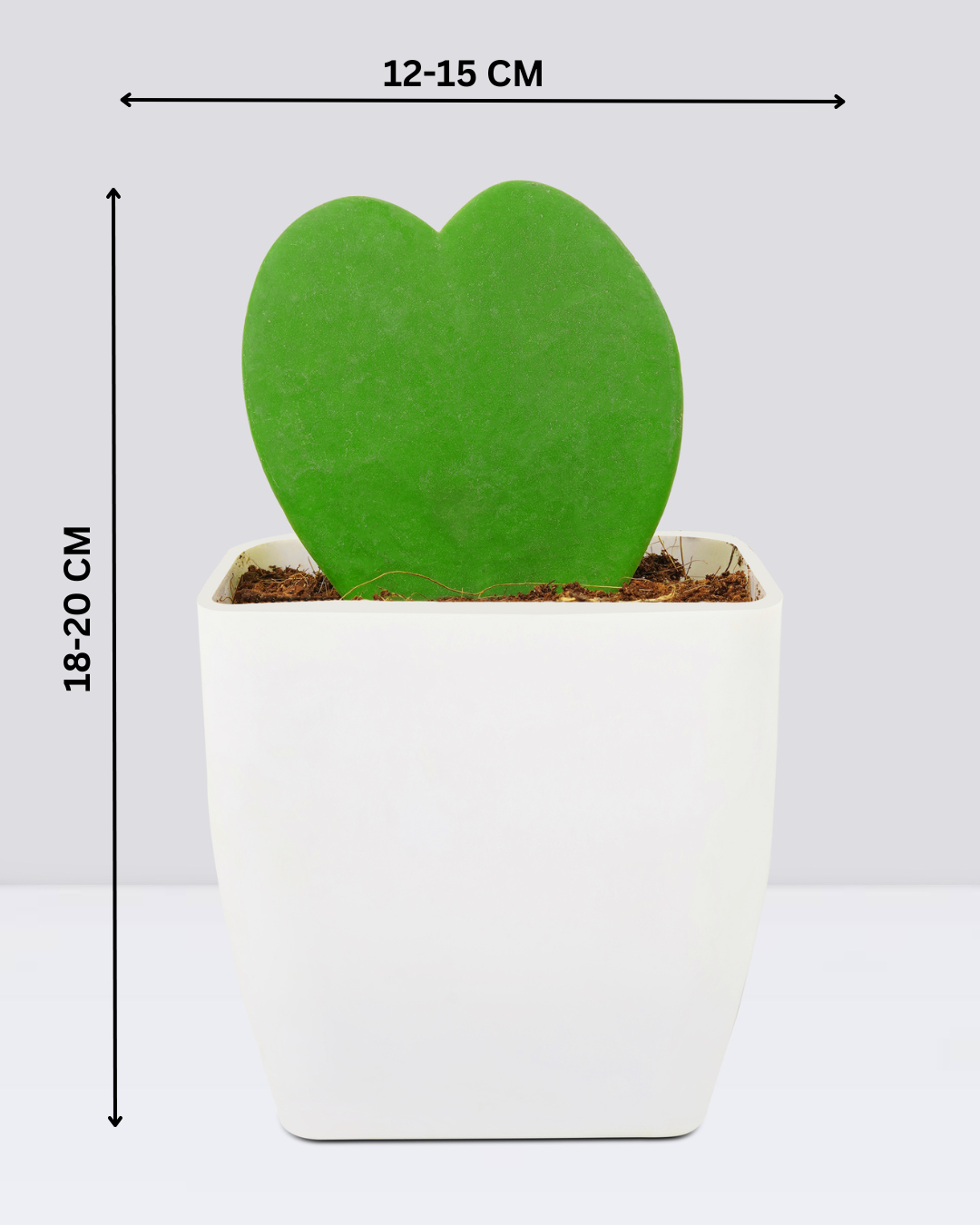 Double Hoya Heart with Square Pot